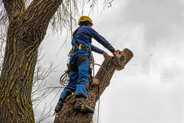 Best Arborist Services Near Me  in Everman, TX